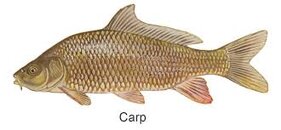 carp.jpg