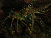 lobster6.jpg
