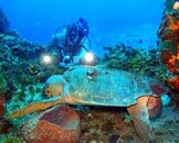 Loggerhead..jpg