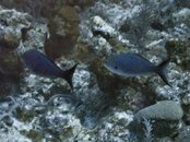 Fish sample.jpg