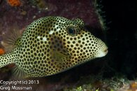 Spotted Trunkfish.jpg