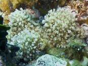 Anthozoa sample.jpg