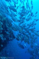 redsea_fishes.jpg
