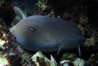 NURSE SHARK.jpg