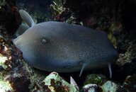 NURSE SHARK - SMALL.jpg