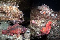 DDDB 583 scorpionfish sm.jpg