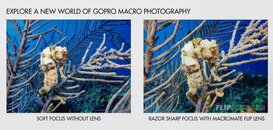 Backscatter_MacromateMini_Seahorse.jpg