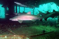 shark2.jpg