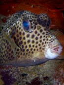 Trunkfish.jpeg