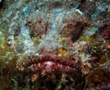 Scorpionfish Portrait.jpeg