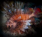 Lionfish.jpeg