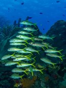 Snapper School.jpeg