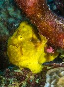 Frogfish.jpeg