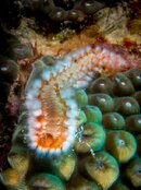 Fireworm 1.jpeg