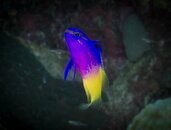 Fairy Basslet.jpeg