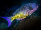 Creole Wrasse.jpeg