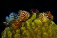 Christmas Tree Worms.jpeg