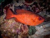 Bigeye 2.jpg