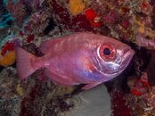 Bigeye 1.jpeg