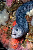 wolf eel on rigs.jpeg