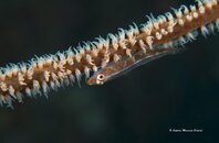 _1020738.jpg