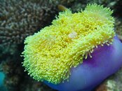 anenome_003.jpg