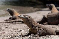 KomodoDragons.jpg