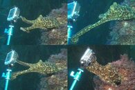 DDDB 585 octopus and GoPro sm.jpg DDDB 585 octopus and GoPro sm.jpg