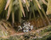 1403 Bumblebee Shrimp.jpg