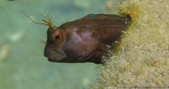 1407 Scuba Jenny's Seaweed Blenny.jpg