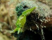 1408 Reticulated Sea Slug.jpg