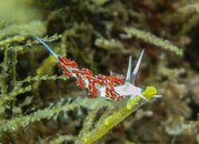 1409 Flabellina Dushi Nudibranch.jpg