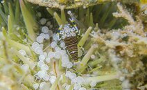 1410 Bumblebee Shrimp.jpg