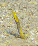 1411 Bluethroat Pikeblenny.jpg