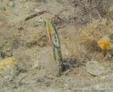 1414 Yellowface Pikeblenny.jpg