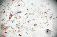 sealifeDM0511_1024x681.jpg