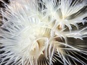 Worm Abstract 4-White-Bohol ND-M1.jpg