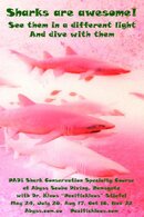 Sharks.jpg