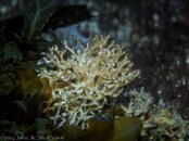 Bryozoan--1.jpg