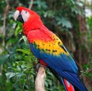 copy of tbz scarlet macaw.jpg