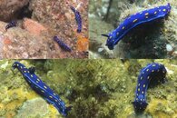 DDDB 447 Hypselodoris sm.jpg