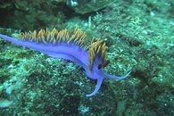 DDDB 003 nudibranchs.jpg