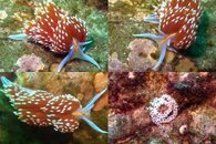 DDDB 244 Hermissenda crassicornis sm.jpg