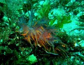 Rainbow Nudibranch 3 crop.jpg