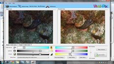 eel.jpg