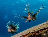 Lionfish on a wreck small (1 of 1).jpg