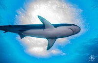 Shark and Sun redo small (1 of 1).jpg