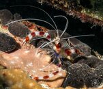 Banded Shrimp small (1 of 1).jpg