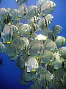 Batfish Shark and Y.jpg