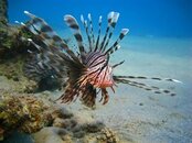 Lionfish.jpg